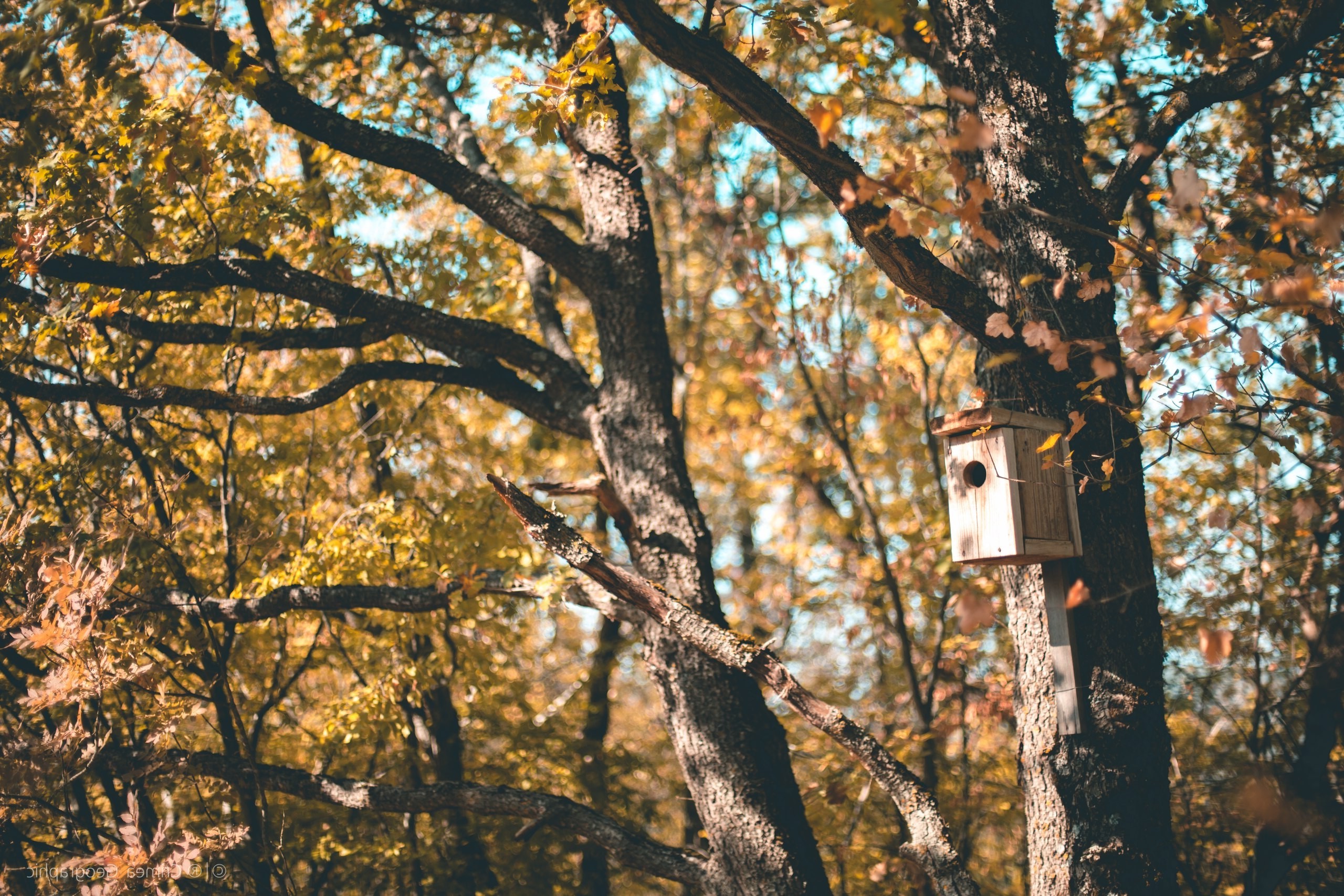 Crimea, Nature, Birdhouses, Trees Wallpaper