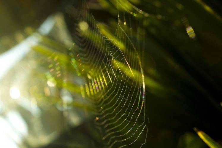 nature, Green, Spiderwebs, Bokeh HD Wallpaper Desktop Background