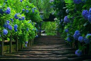 photography, Nature, Blue, Blue Flowers, Hydrangea