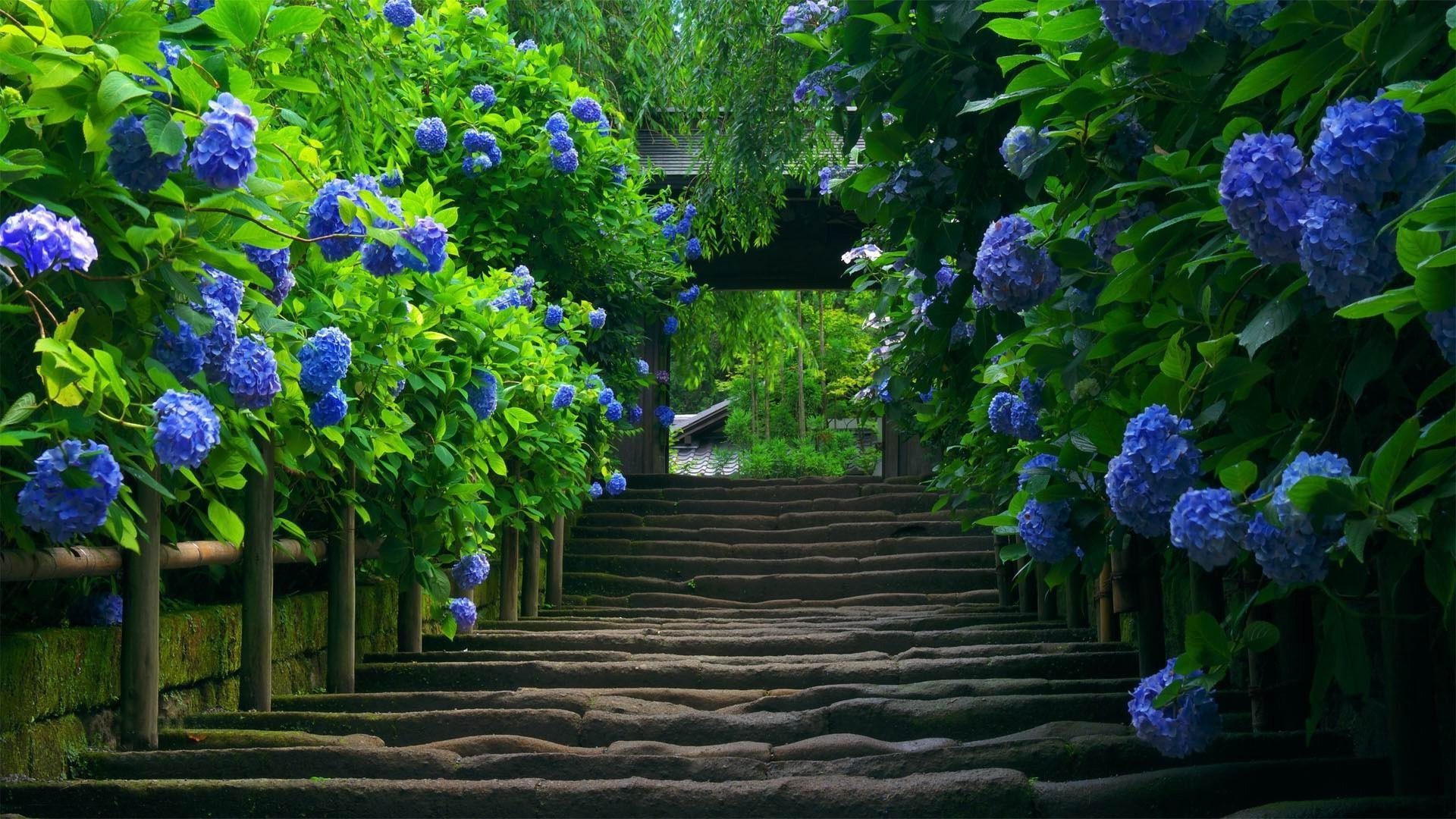 photography, Nature, Blue, Blue Flowers, Hydrangea Wallpaper