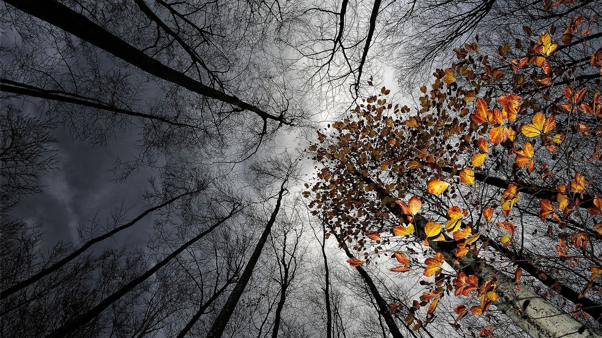 nature, Trees, Forest, Branch, Leaves, Fall, Sky, Clouds, Dark, Worms