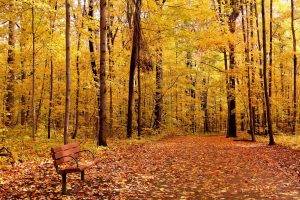 nature, Trees, Forest, Branch, Leaves, Fall, Bench, Path, Wood