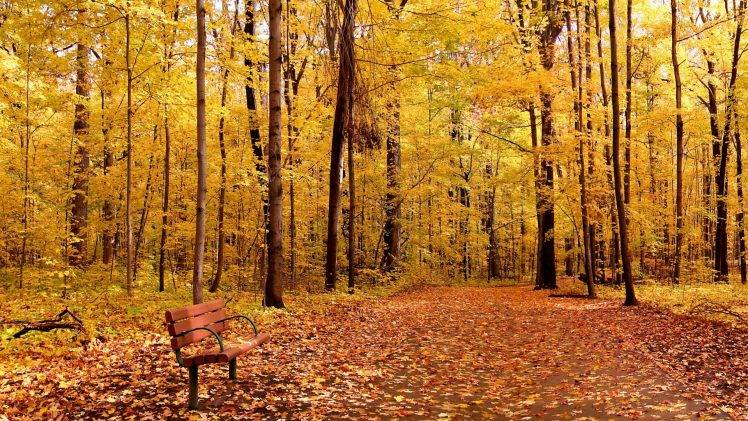 nature, Trees, Forest, Branch, Leaves, Fall, Bench, Path, Wood HD Wallpaper Desktop Background