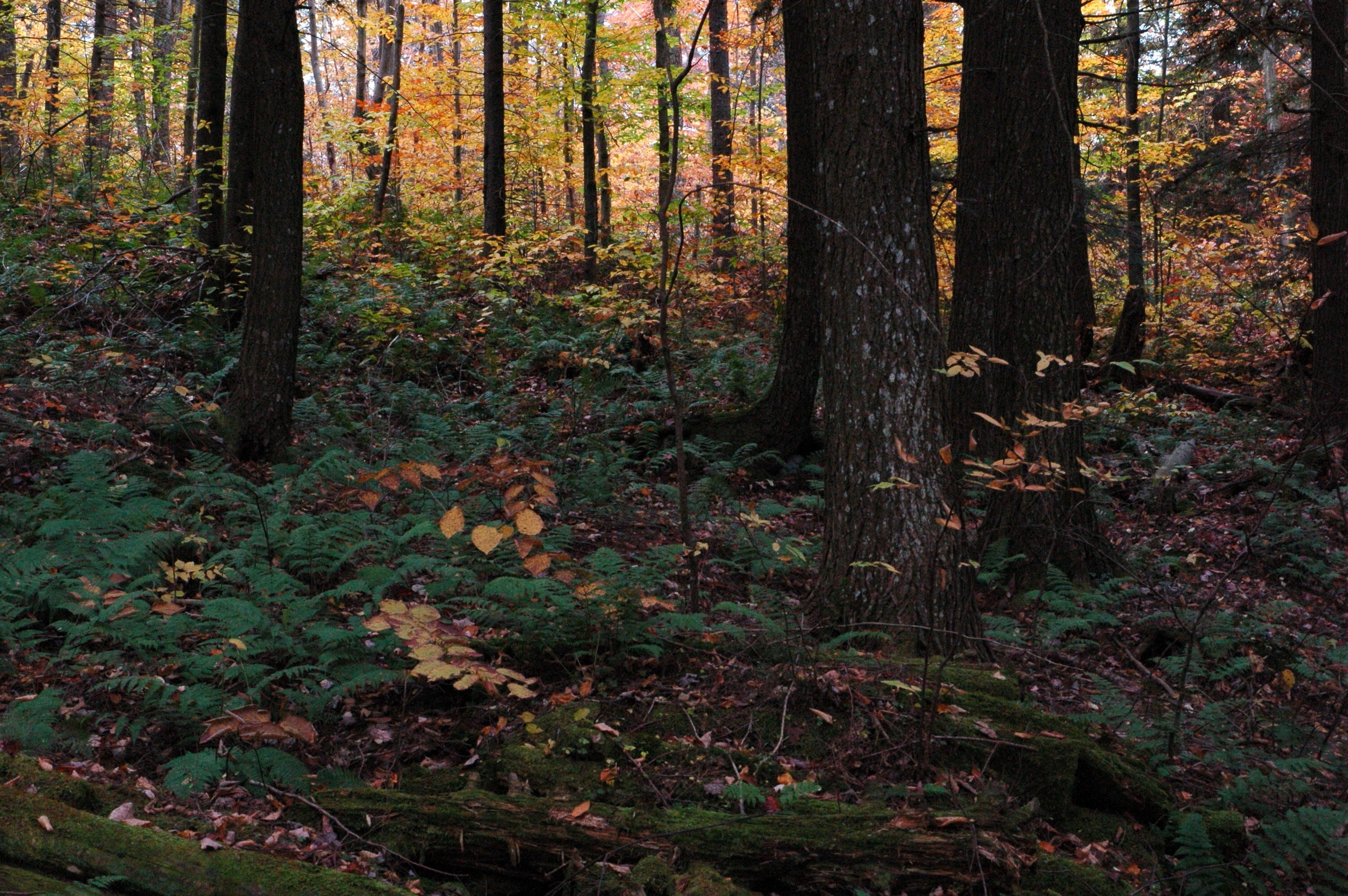 nature, Forest, Trees Wallpaper