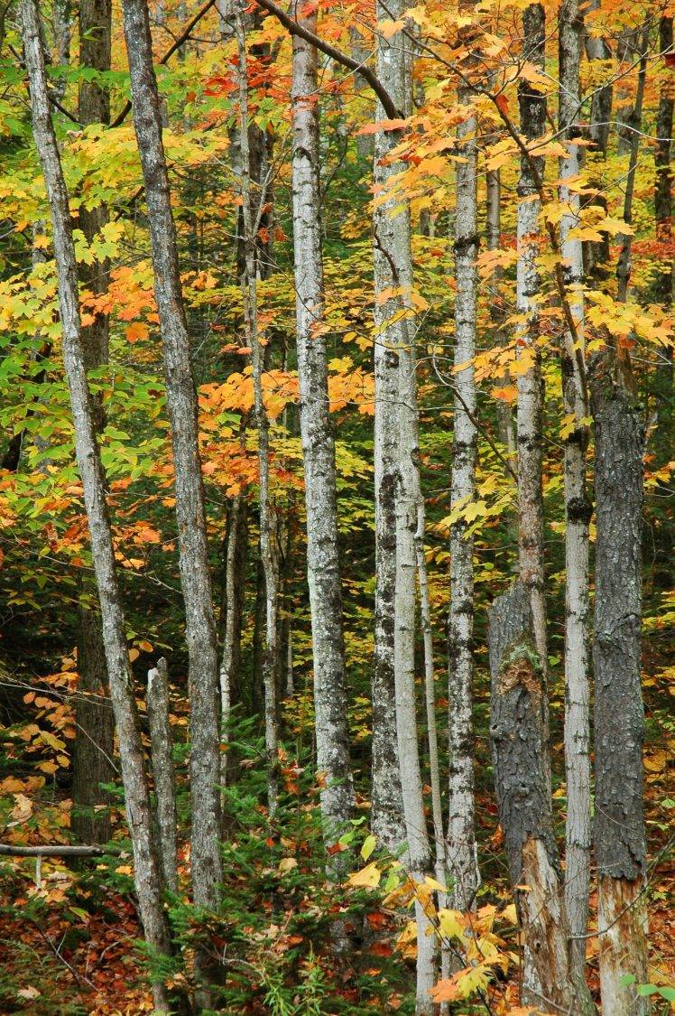 nature, Forest, Trees HD Wallpaper Desktop Background