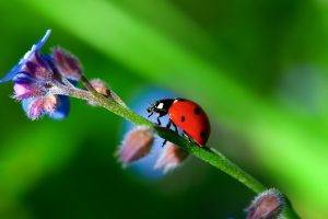 nature, Flowers, Ladybugs