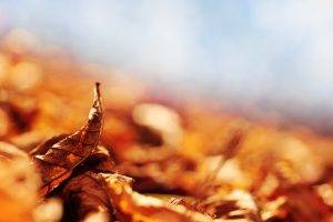 nature, Leaves, Macro, Depth Of Field, Fall
