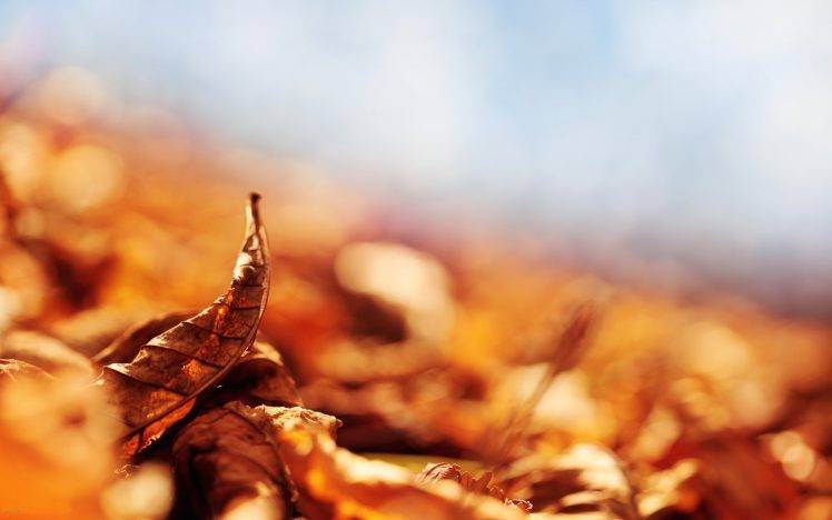 nature, Leaves, Macro, Depth Of Field, Fall HD Wallpaper Desktop Background