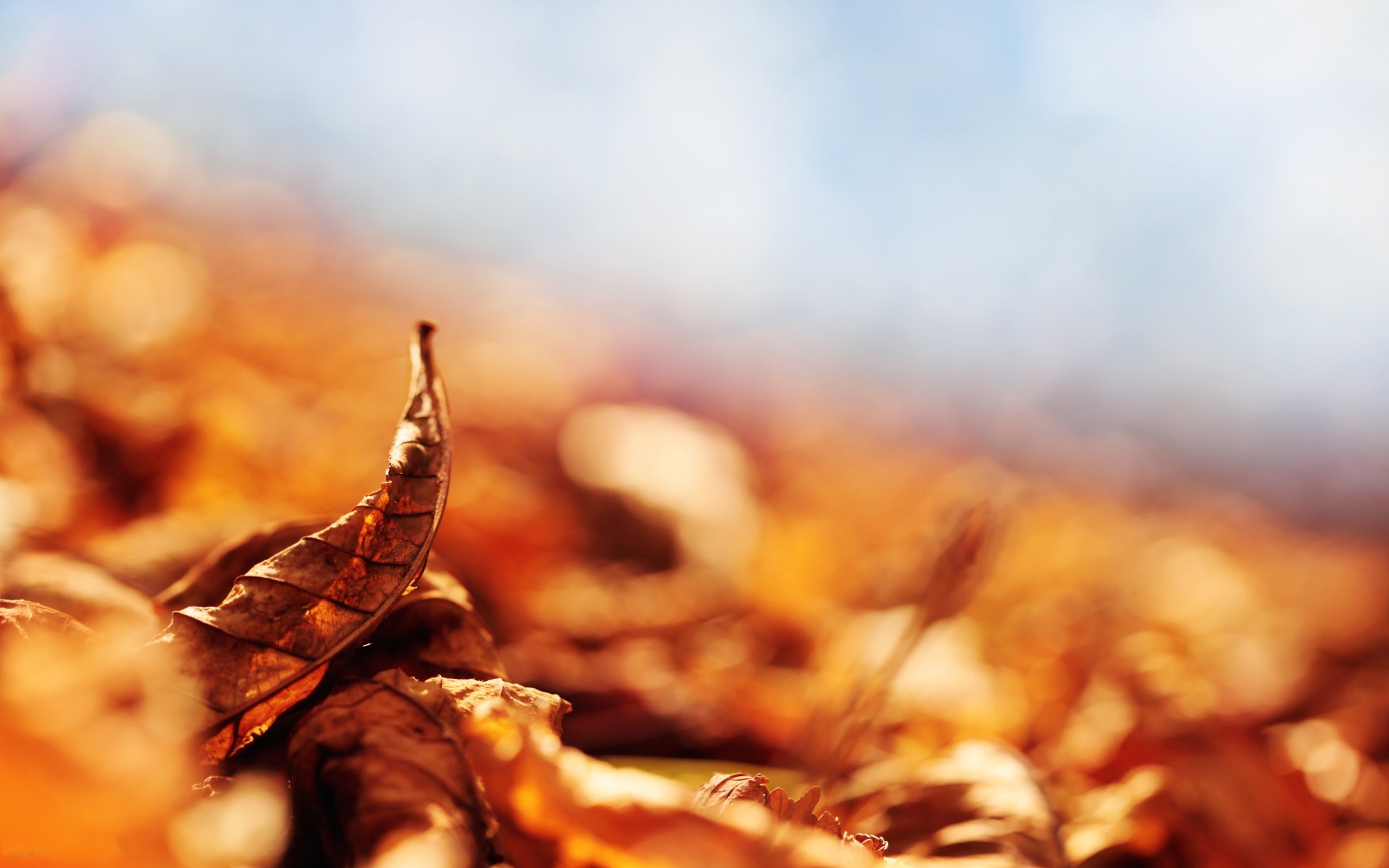 nature, Leaves, Macro, Depth Of Field, Fall Wallpaper