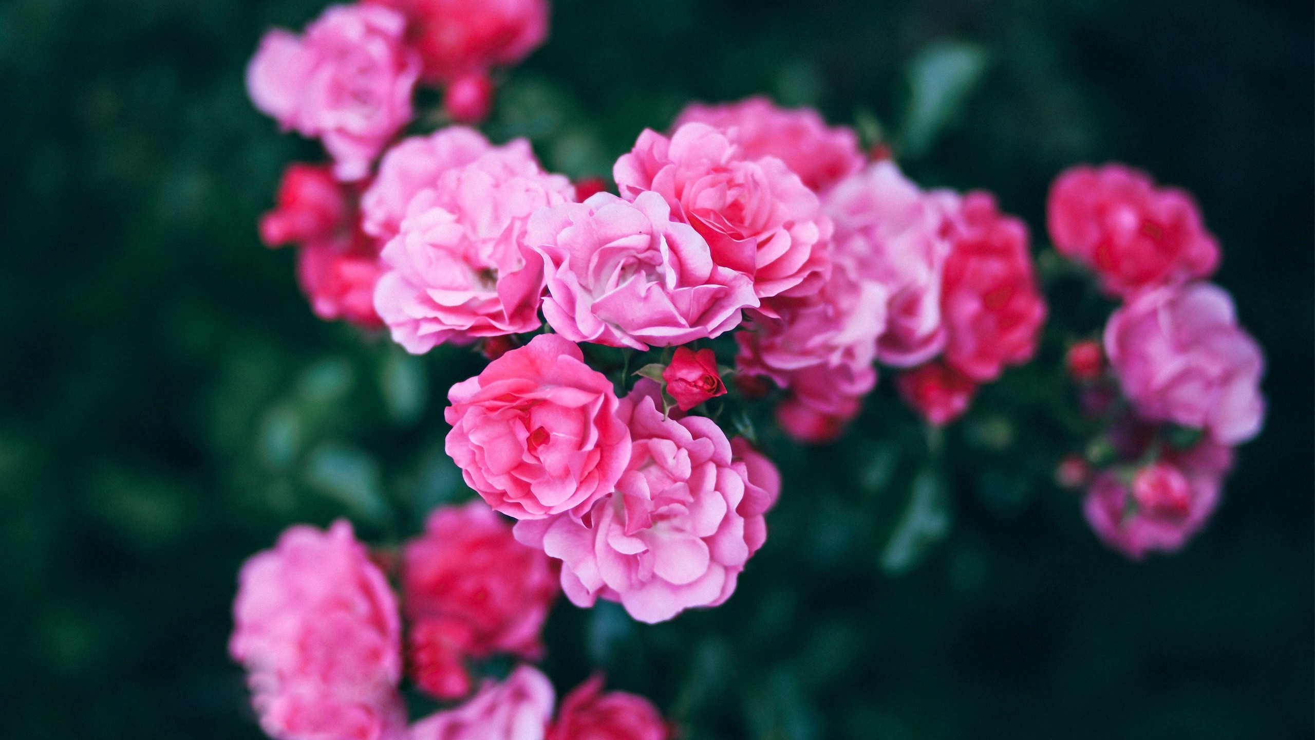 flowers, Photography Wallpaper