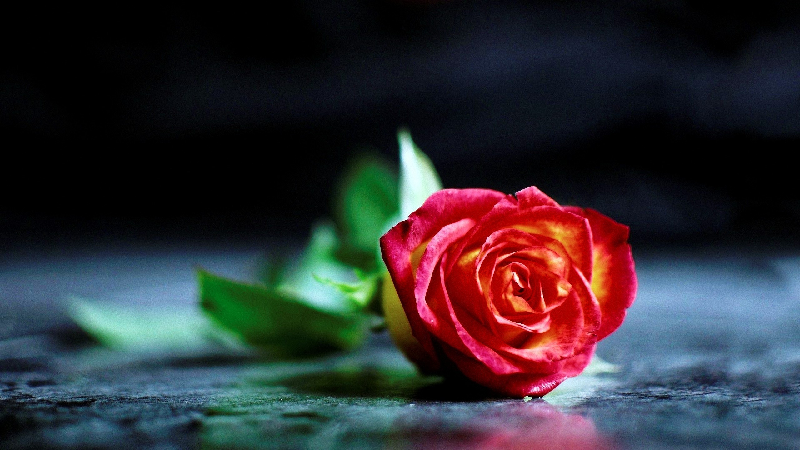 природа цветы розы без смс