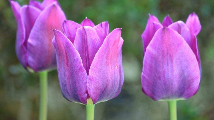 flowers, Photography, Tulips HD Wallpaper Desktop Background