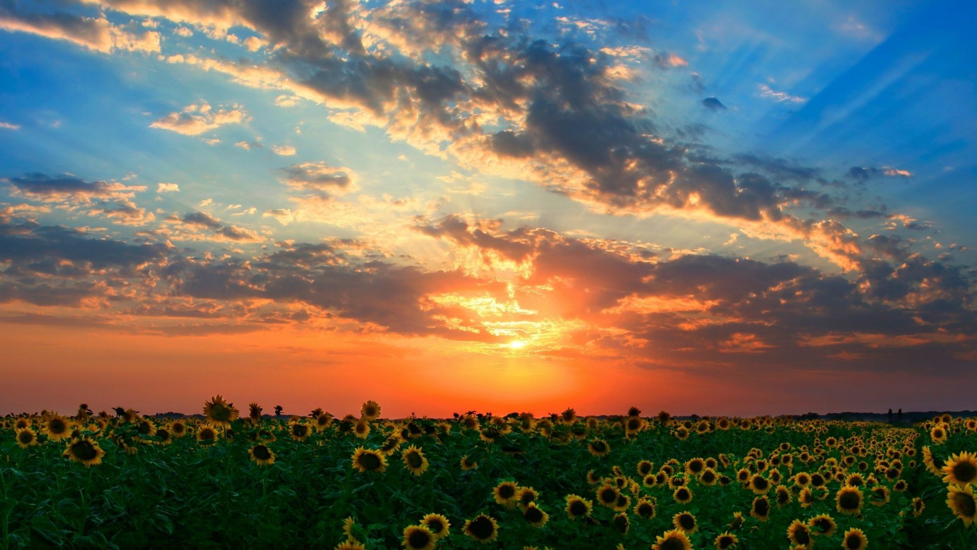 sunset, Sunflowers Wallpaper