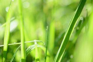 nature, Water Drops, Grass
