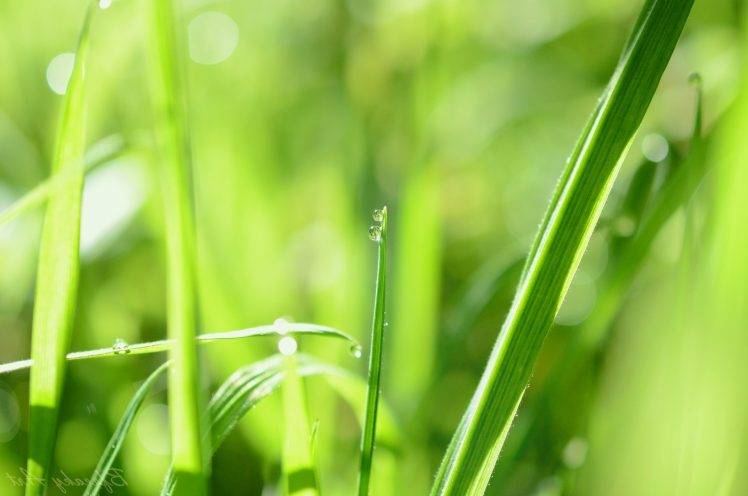 nature, Water Drops, Grass HD Wallpaper Desktop Background