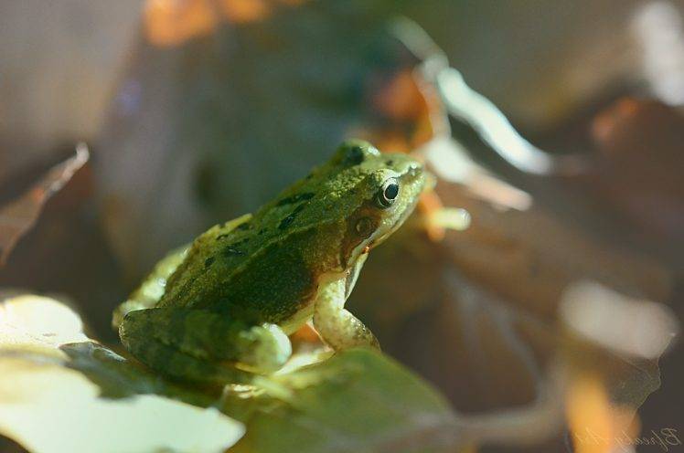 nature, Frog, Leaves HD Wallpaper Desktop Background