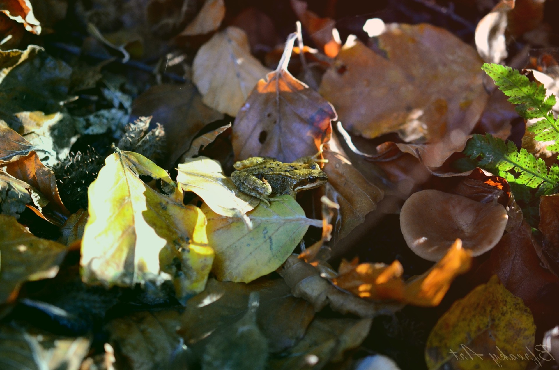 nature, Frog, Leaves Wallpaper