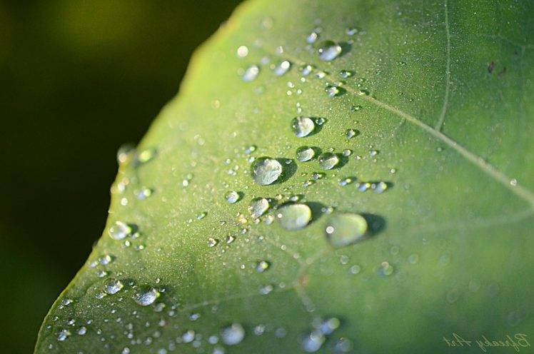 nature, Water Drops, Macro HD Wallpaper Desktop Background