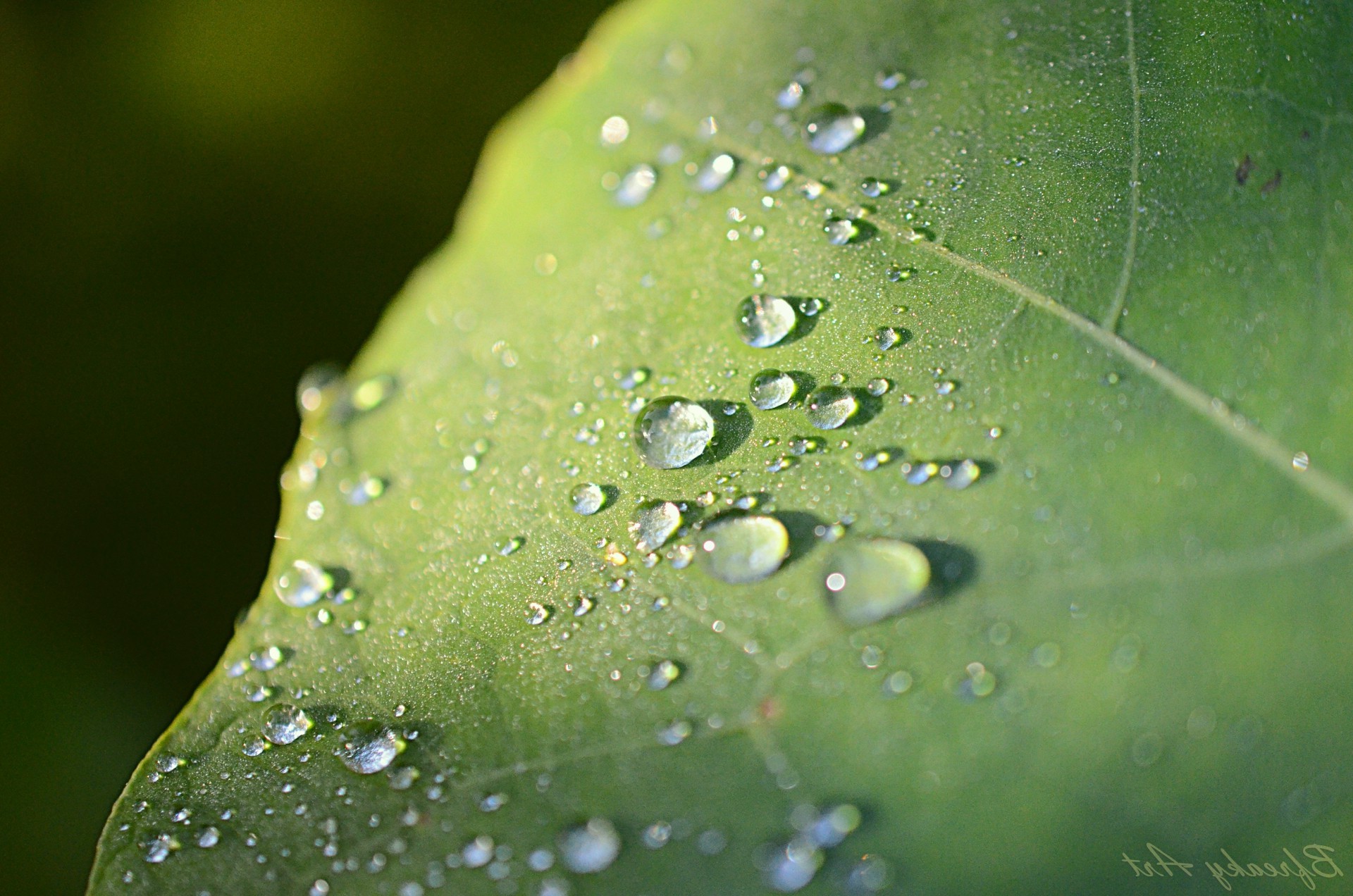 nature, Water Drops, Macro Wallpaper