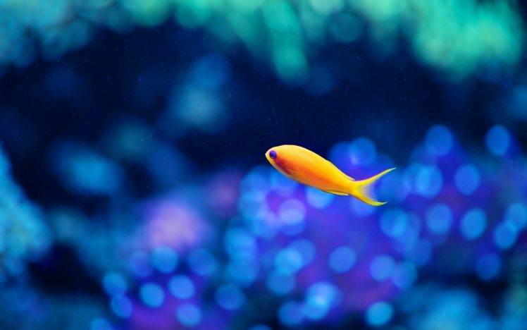 nature, Water, Underwater, Sea, Fish, Yellow, Blue, Bokeh, Alone, Depth Of Field HD Wallpaper Desktop Background
