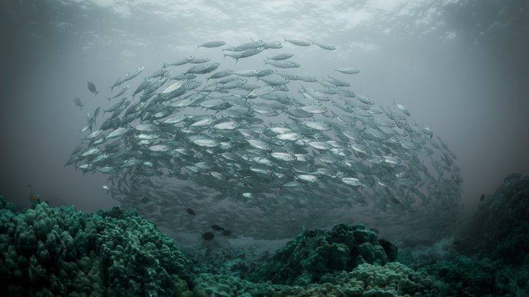 nature, Water, Underwater, Sea, Fish, Shoal Of Fish, Coral HD Wallpaper Desktop Background
