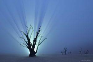 nature, Trees, Branch, Desert, Namibia, Africa, Night, Lights, Mist, Horizon