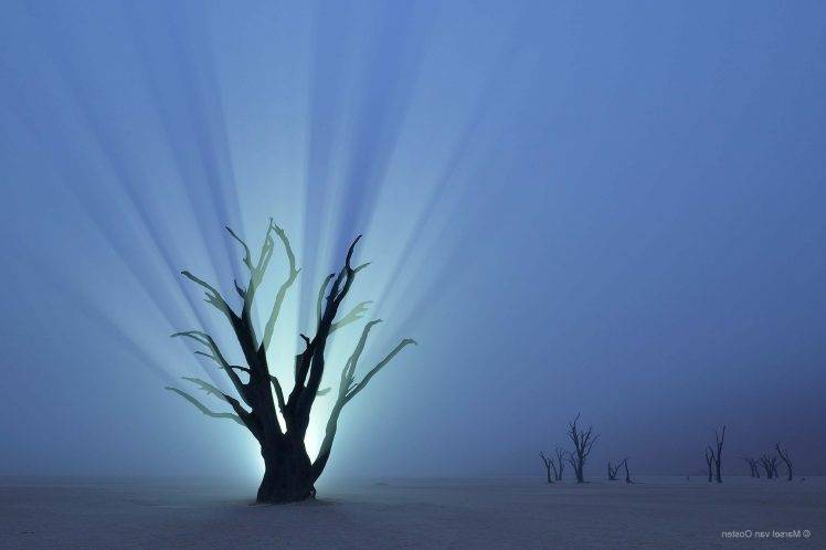 nature, Trees, Branch, Desert, Namibia, Africa, Night, Lights, Mist, Horizon HD Wallpaper Desktop Background