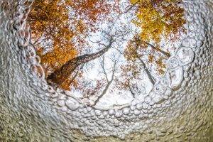 nature, Trees, Branch, Underwater, Bubbles, Leaves, Fall, Forest, Fisheye Lens, Worms Eye View, Blurred