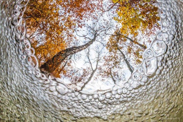 nature, Trees, Branch, Underwater, Bubbles, Leaves, Fall, Forest, Fisheye Lens, Worms Eye View, Blurred HD Wallpaper Desktop Background