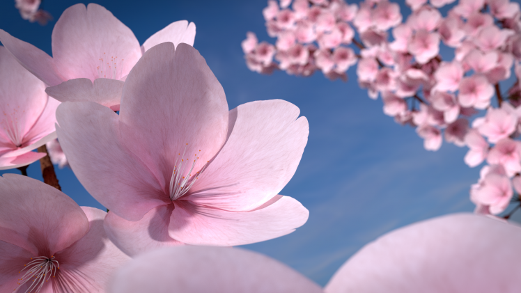 flowers, Cherry Blossom, Petals HD Wallpaper Desktop Background