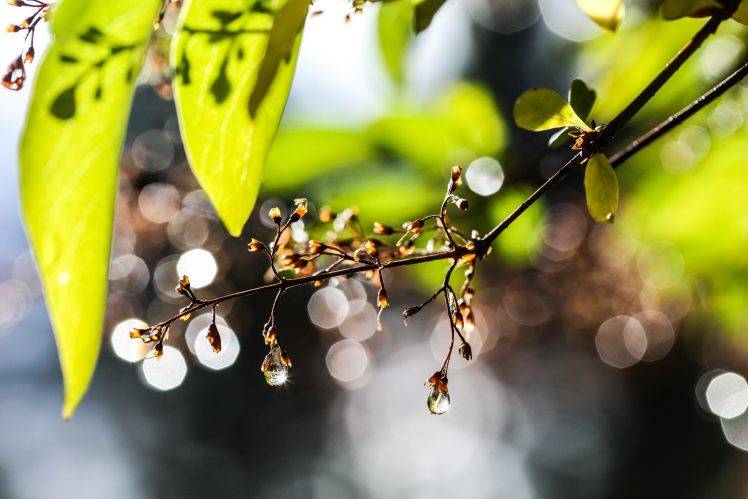 nature, Water Drops, Bokeh, Leaves, Sunlight HD Wallpaper Desktop Background
