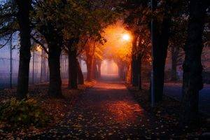 nature, Mist, Morning, Trees, Park, Fall, Leaves, Path, Lights, Street Light