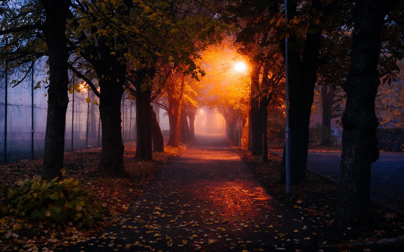 nature, Mist, Morning, Trees, Park, Fall, Leaves, Path, Lights, Street Light Wallpaper