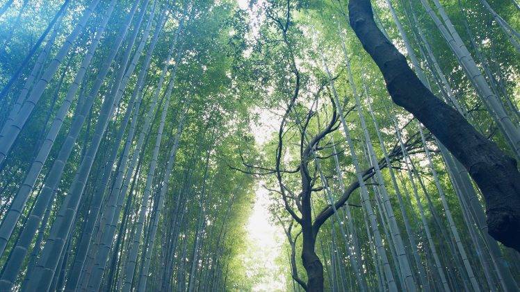nature, Trees, Forest, Leaves, Branch, Bamboo, Sunlight HD Wallpaper Desktop Background