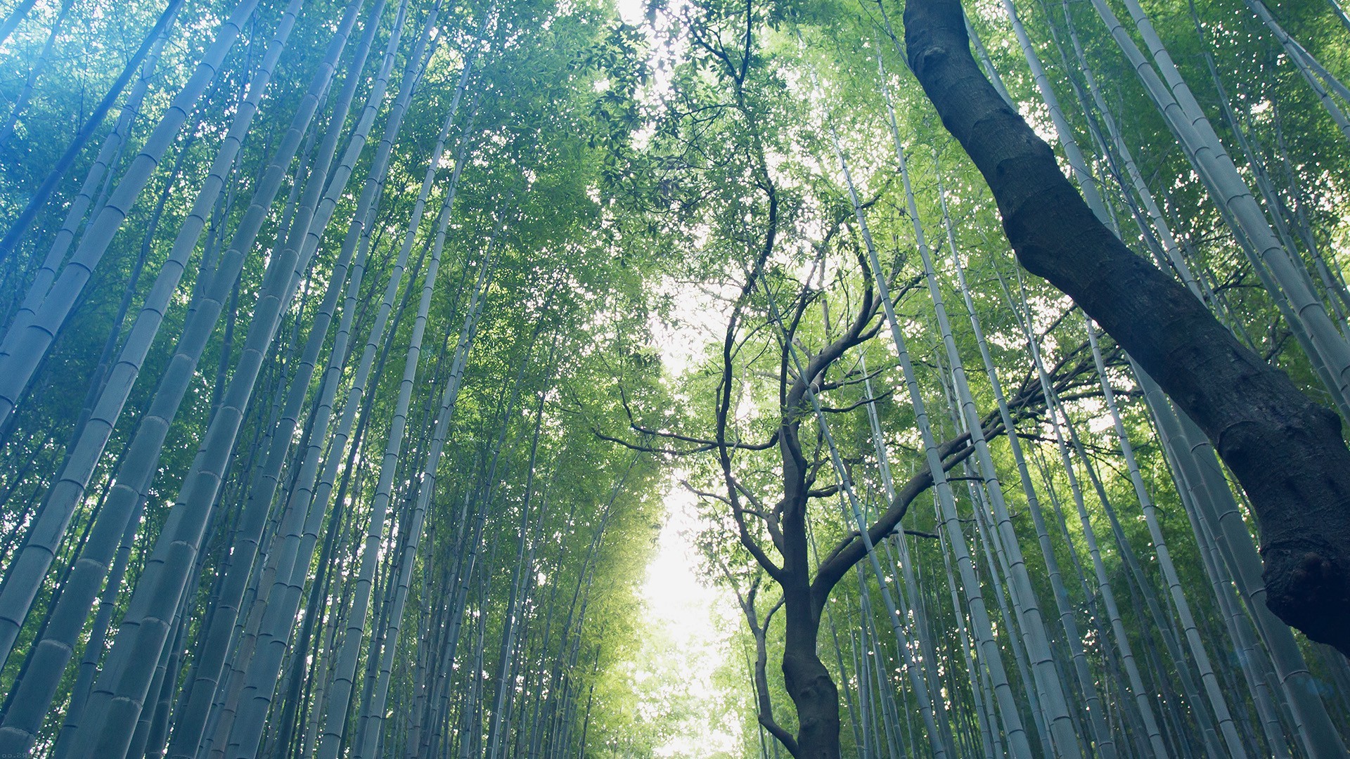 nature, Trees, Forest, Leaves, Branch, Bamboo, Sunlight Wallpaper