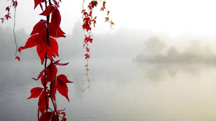lake, Mist, Leaves, Red Leaves HD Wallpaper Desktop Background