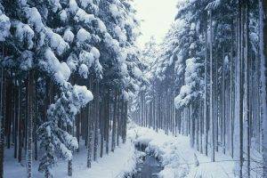road, Snow, Frozen River, Trees, Winter