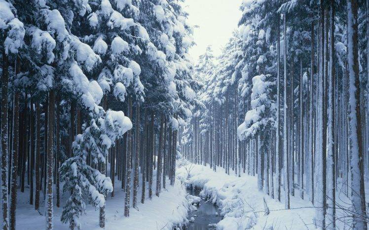 road, Snow, Frozen River, Trees, Winter HD Wallpaper Desktop Background