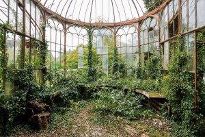 nature, Plants, Greenhouse