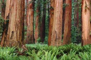 nature, Trees, Forest, Plants, Ferns, Leaves, Redwood, Sequoias