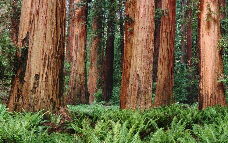 nature, Trees, Forest, Plants, Ferns, Leaves, Redwood, Sequoias HD Wallpaper Desktop Background