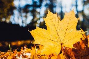 nature, Leaves, Fall, Maple Leaves, Trees, Closeup, Depth Of Field