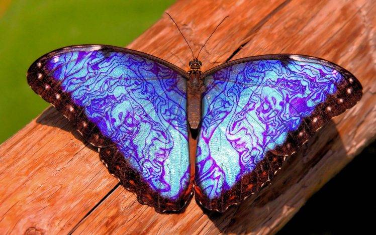 nature, Insect, Butterfly, Blue, Closeup HD Wallpaper Desktop Background