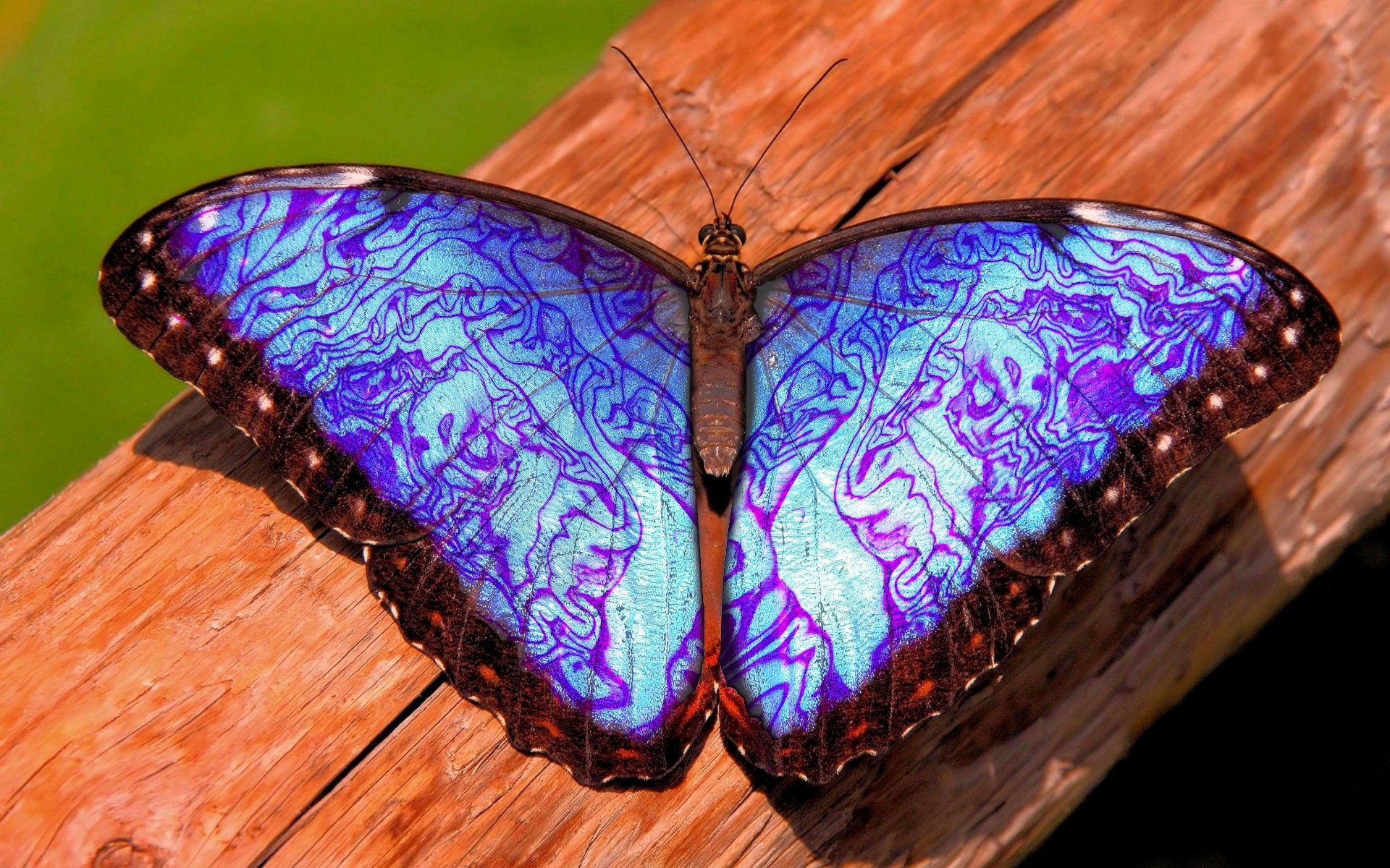 nature, Insect, Butterfly, Blue, Closeup Wallpaper