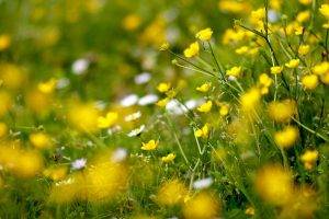 nature, Flowers, Yellow, Yellow Flowers, Plants, Depth Of Field