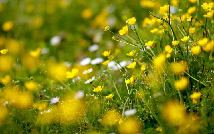nature, Flowers, Yellow, Yellow Flowers, Plants, Depth Of Field HD Wallpaper Desktop Background