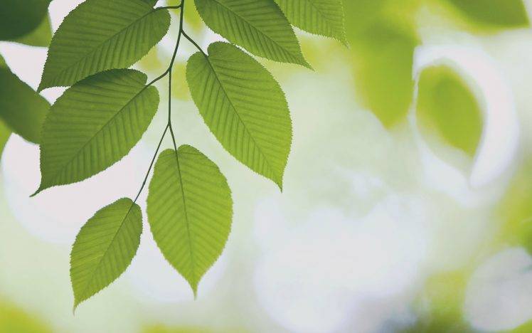 nature, Forest, Leaves HD Wallpaper Desktop Background