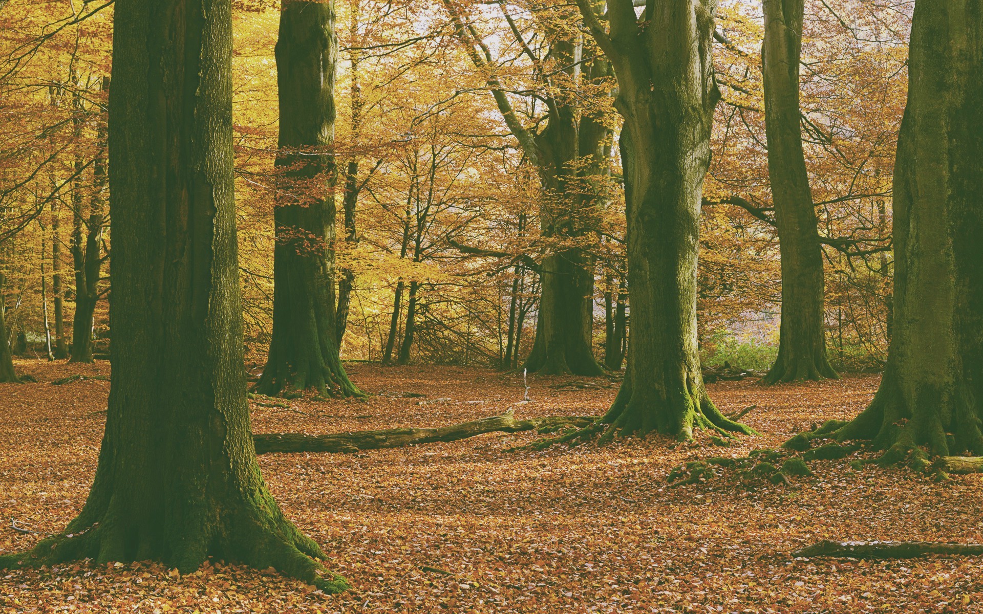 nature, Forest, Leaves Wallpaper