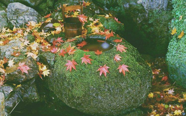 nature, Fall, Leaves HD Wallpaper Desktop Background