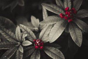 Rododendro, Nature, Red Flower